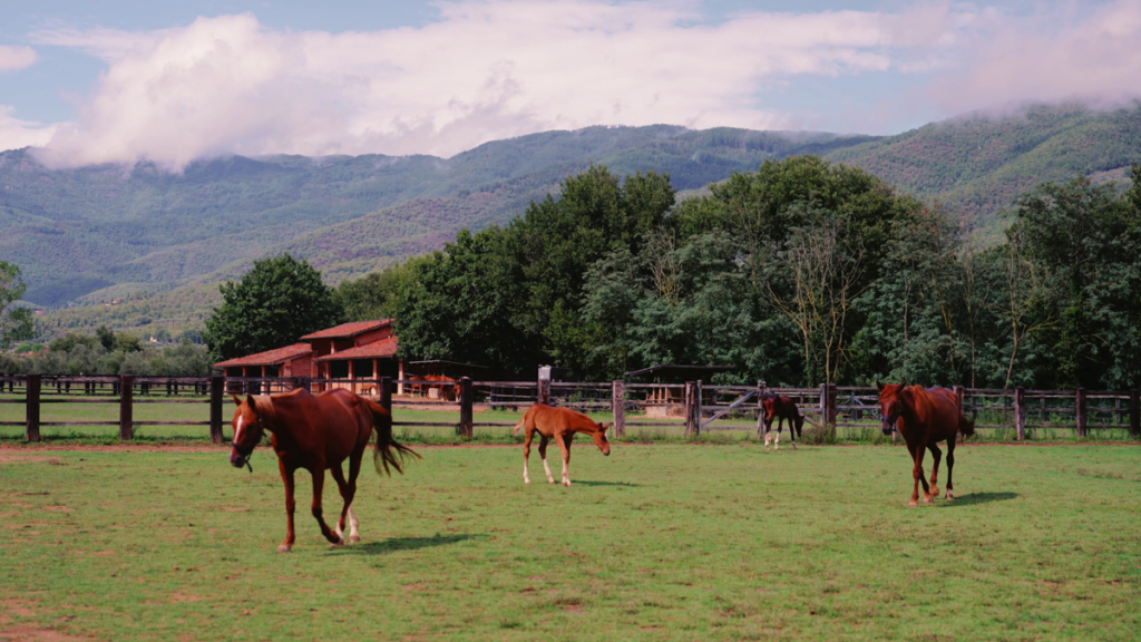 Horses at Il Borro